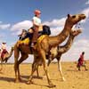 Camel Safari in Rajasthan