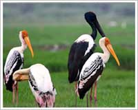 bharatpur-bird-sanctuary-tours