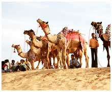 Bikaner Camel