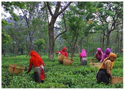 palampur tea garden tour