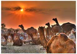 Rajasthan Exclusive With Pushkar