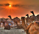 Rajasthan Exclusive With Pushkar 