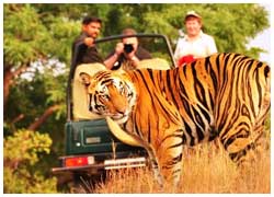 Ranthambore Tiger Safari