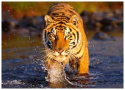 Golden Triangle Tours with Ranthambore Tiger Safari