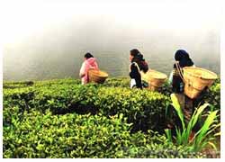 Tea Cities of India