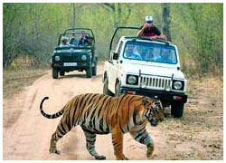 The Wildlife Tour Of India