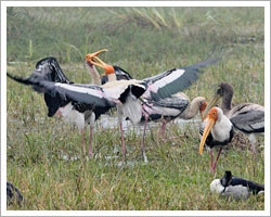 bharatpur-bird-sanctuary-tour