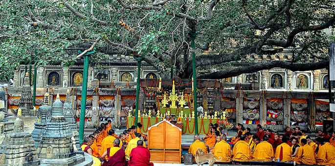 Bodhi Tree