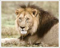 Sasanhir Lion Sanctuary