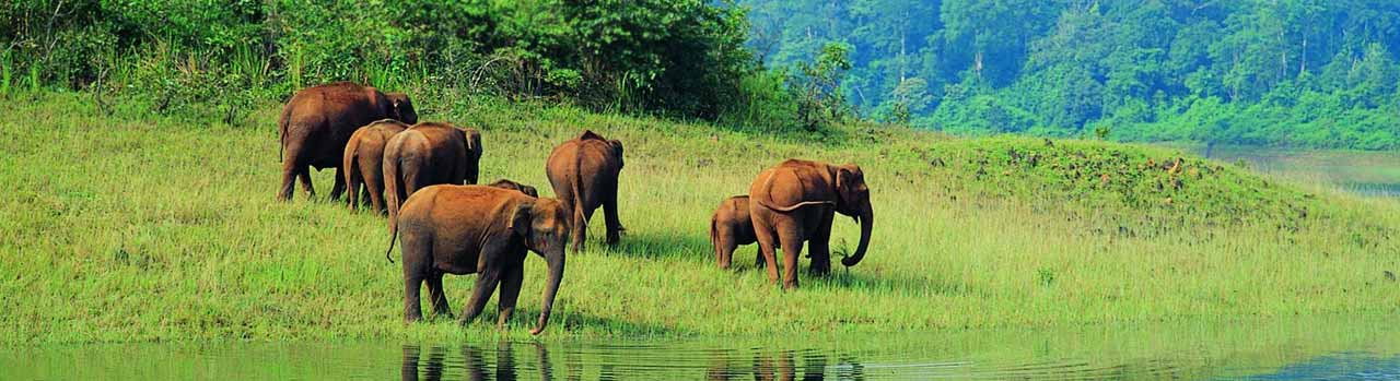 kerala wildlife tour