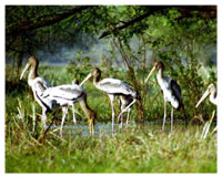 Kumarakom Bird Sanctuary