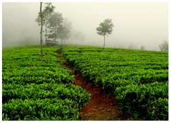 palampur tea garden