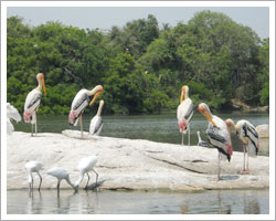 Ranganathittu Bird Sanctuary,