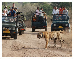 ranthambore-national-park 