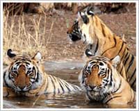 ranthambore-tiger-tours