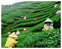 Darjeeling Tea Gardens