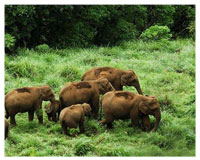 thekkady-tours