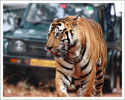 tiger-in-ranthambore
